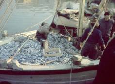 Il porto di Cattolica