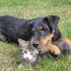 Animali domestici a Cattolica