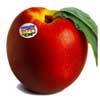 Nettarine IGP