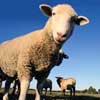 Carni ovine tipiche